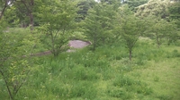SANY0843_R.JPG