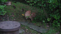 bbq21.jpg