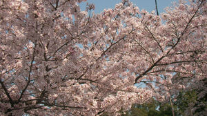 egizakura4.jpg
