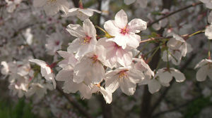 egizakura5.jpg
