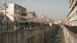 minazakura1.jpg