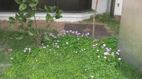 omoshin5.jpg